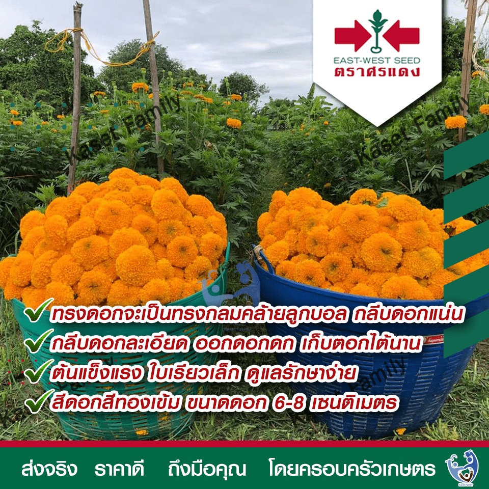 ดาวเรือง ซุปเปอร์บอลดีพโกลด์  บรรจุ 1,000 เมล็ด เมล็ดดอกไม้ ตราศรแดง ราคา ถูกที่สุด ดีลบีเคเค แกลเลอรีภาพที่ 3