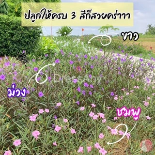 กิ่งต้อยติ่งฝรั่ง ดอกสีม่วง ขาว ชมพู ฟ้าประทานพร คละสีได้ กิ่งตัดสด ชุด50กิ่ง แถม10++