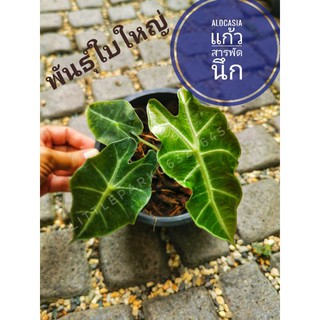 ต้นแก้วสารพัดนึก ตัวผู้ (Alocasia) พันธุ์ใบใหญ่​ ใบหนา ไม้ประดับ​ สมุนไพร​  ต้นไม้ ฟอกอากาศ สวน  จัดสวน แต่งบ้าน สวนตรัว