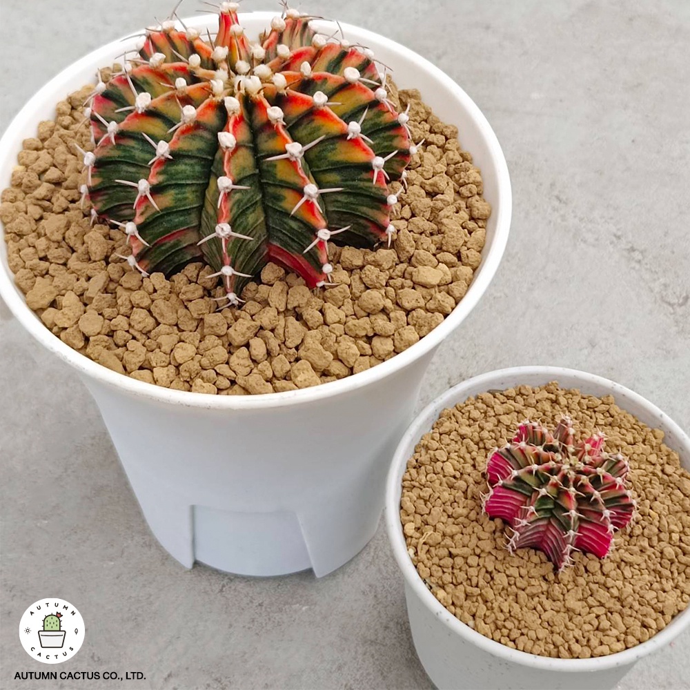 💮 อะคาดามะ ดินญี่ปุ่น AKADAMA SOIL อาคาดามะ ถุงใหญ่ 2กิโลกรัม size 1-3 mm. 3-6 mm 2kg รูปที่ 5