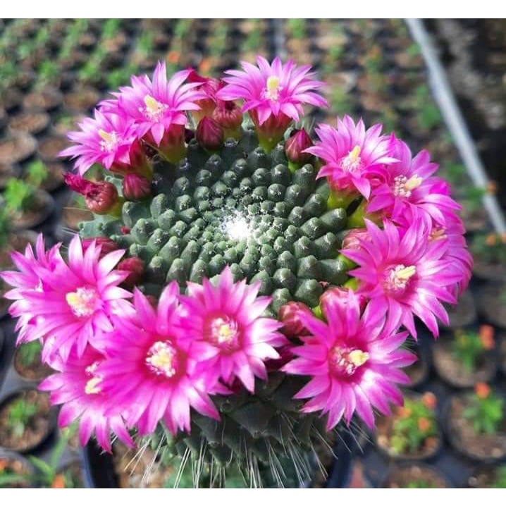Mammillaria spinnosissima unpico montrose แมมบล็อค M011