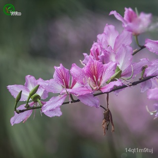 SpSafflower Bauhinia Seeds Bonsai Flower Seeds Potted Plants Flowers 5 Particles / Bag J10通心菜/儿童/园艺/香菜/花园/文胸/生菜/向日葵/上衣/男