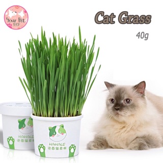 หญ้าแมว ไม่มีดิน ไม่มีปุ๋ย ไม่มีสารพิษ 40g Cat Grass สก็อตติช โฟลด์ เปอร์เซีย สีสวาด ขาวมณี วิเชียรมาศ