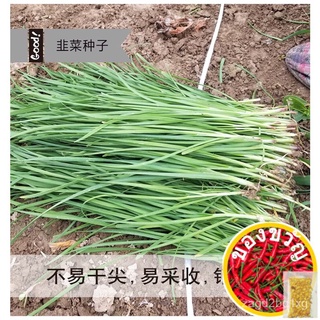 Chives seeds/5G Vegetable Seed NonGMO Fresh Garden(fr sg) บ้านสวน/ดอกทานตะวัน/ผู้ชาย/ผักกาดหอม/สวน/เมล็ด/กุหลาบ/กระโปรง/