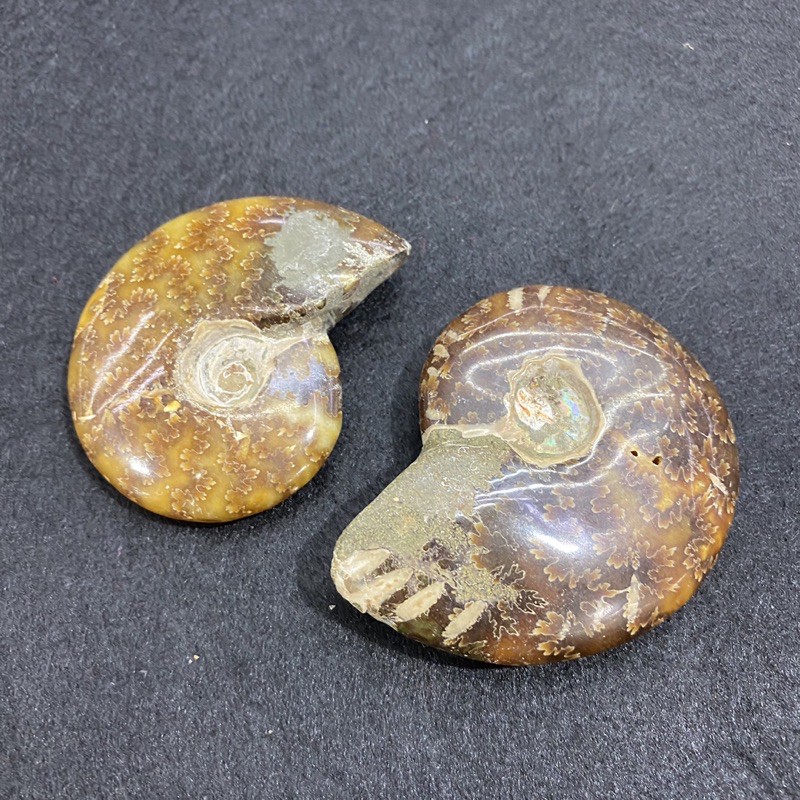 ฟอสซิลหอยแอมโมไนต์ (Ammonite fossil) หินแห่งความสมบูรณ์แบบ ฟอสซิลหอย แก้ปัญหาสุขภาพ ดึงดูดความเจริญร