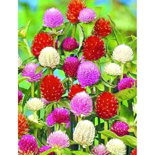 เมล็ดพันธุ์ บานไม่รู้โรย สีแดง Gomphrena Mix Seeds ดอกไม้ พรรณไม้ คุณภาพ 100 เมล็ด ปลูกง่าย ออกดอกบ่อย ทนฝน ทนแดด