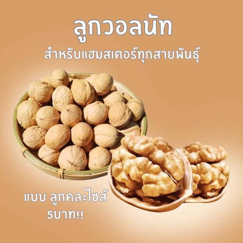 crazy pet shop  ลูกวอลนัท แทะท่านได้ สำหรับหนูแฮมสเตอร์ทุกสายพันธุ์