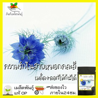 เมล็ดพันธุ์ ความรักในสายหมอกคละสี (เมล็ด+ดอกไม้กินได้) 200 เมล็ด Love in a Mist (Nigella damascena) เมล็ดพันธุ์แท้100%