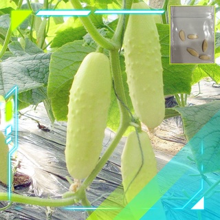 🔥ลด 50% ใส่โค้ด INCLZ33🔥 [5แถม1] เมล็ดพันธุ์แตงกวาขาว เมล็ดแตงกวาสีขาว White Cucumber Seeds