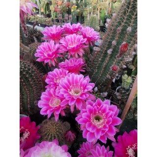 กระบอกเพชร ไม้นำเข้า ออกดอกในไทยแล้วแคคตัส cactus หน่อเด็ดสด echinopsis La vie en rose  สวยมากดอกสีสดสวยงาม ขนาด 3 ซม.