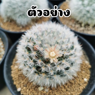 กระบองเพชร แคคตัส (Cactus) แมมขนแกะ (mammillaria bocasana cv. multilanata) ไม้ชำหน่อ ลุ้นสีดอก จัดส่งทั้งกระถาง