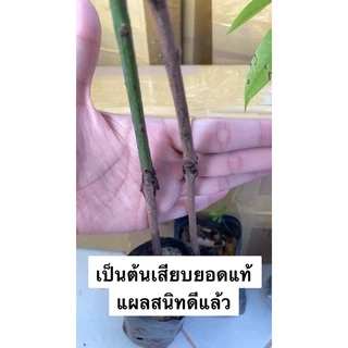 (4ต้น) มะยงชิดทูลเกล้า ต้นเสียบยอด รับประกันความปลอดภัยและความไวในการขนส่ง