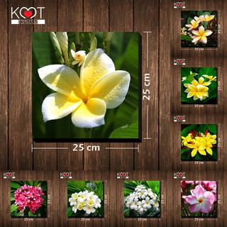 กรอบลอย ติดผนัง ภาพดอกไม้ ดอกลีลาวดี (ขนาด 25x25 ซม.)