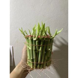 ไผ่กวนอิมแตกหน่อกิ่ง สูง10cm กิ่งละ5บาท
