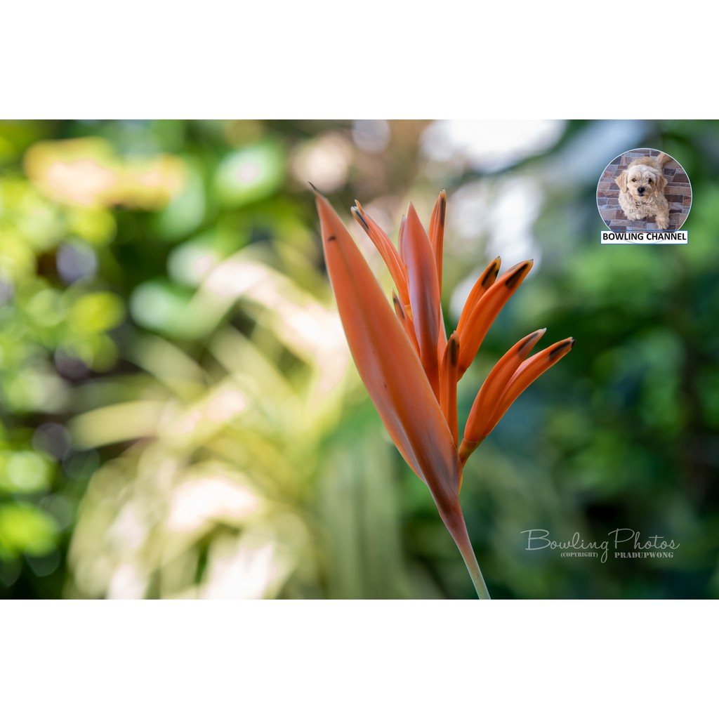 ต้นธรรมรักษา หรือ เฮลิโคเนีย (Heliconia) สีส้ม #ฮาลิโคเนีย #ธรรมรักษา