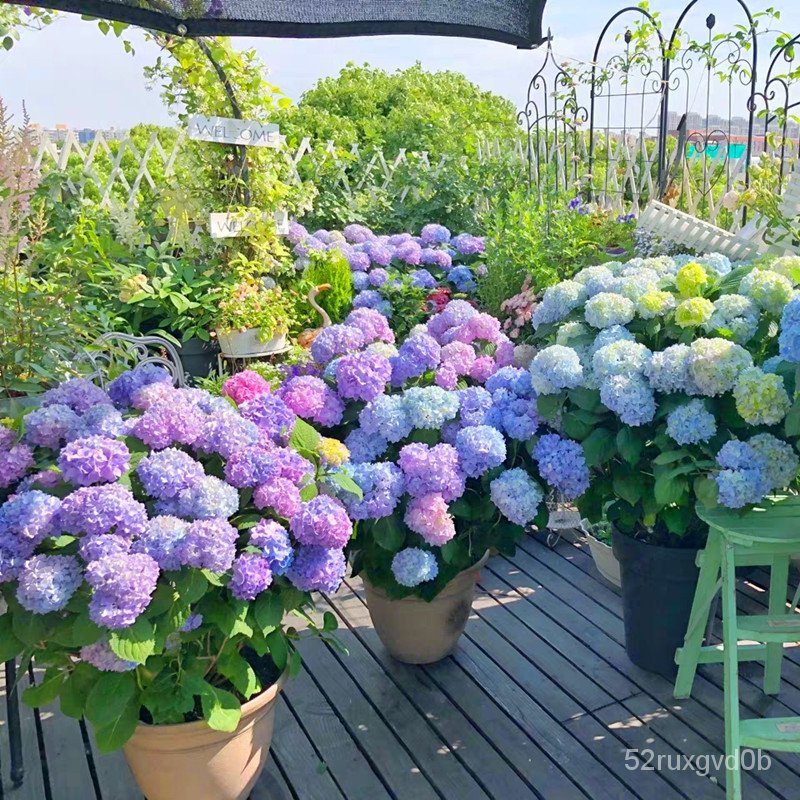 Fast Grow Color Mixing 50pcsbag Hydrangea Flower Seeds Hydrangea Plant ...