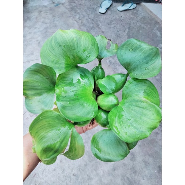 ผักตบชวา พืชน้ำ บรรจุถุงละ 15 กอ☘️🍀 40฿ขายราคาถูกที่สุด❗🍀‼️