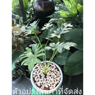 (ขาย ต้นพันธุ์) ซานาดู ฟิโลเดนดรอน ฟีโล  Philodendron Xanadu ไม้พารวย