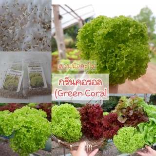 เมล็ดพันธุ์ผักสลัดกรีนคอรอล 1ซอง20บาท 100-150เมล็ด(มีบริการเก็บเงินปลายทาง)