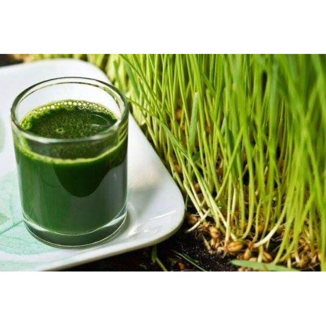 เมล็ดข้าวสาลี สำหรับปลูกต้นอ่อน Wheatgrass