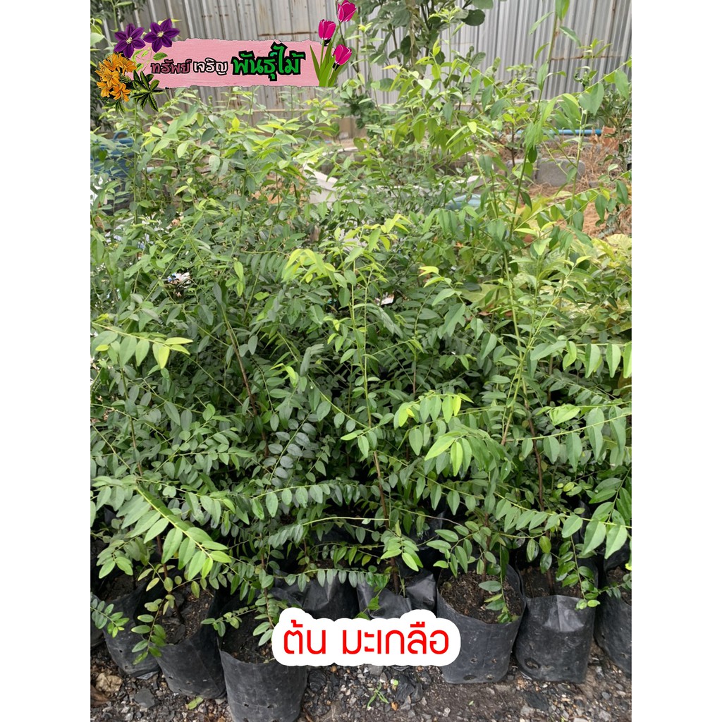 ต้นมะเกลือสูง 40-50 cm. พร้อมส่ง สำคัญกรุณาสั่งซื้อในเวลา12:00น.-00:00น.