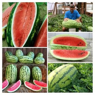 เมล็ดพันธุ์ แตงโม จูบิลี่ แตงโมยักษ์ (Jubilee Watermelon Seed) น้ำหนักผลเฉลี่ย 13-18 กิโลกรัม บรรจุ 5 เมล็ด