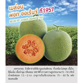 เมล็ดพันธุ์ เมล่อน พอท ออเร้นจ์ - Melon Pot Orange ตราดอกแตง เมล็ดพันธุ์ เมล็ดผัก คุณภาพ "เพื่อนเกษตรกร"