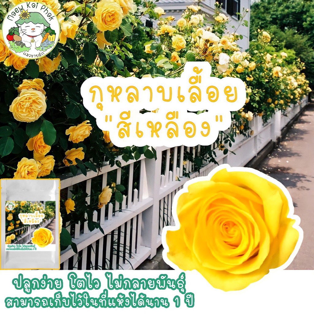 เมล็ดพันธุ์ กุหลาบเลื้อย สีเหลือง 20 เมล็ด Yellow Rose Seed