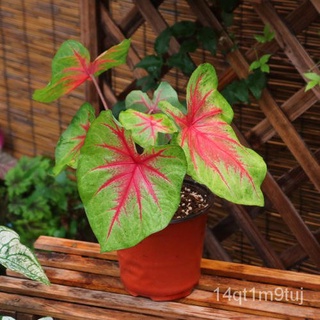 เมล็ดอวบอ้วนพร้อมสต็อกในประเทaศไทย 100ชิ้น / แพ็ค Caladium Seeds เมล็ดดอกไม้ต้นไม้และเมล็ดพันธุ์ ไม้ประดับ เมล็ดบอนสี พั