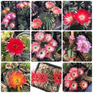 กระบองเพชร แคคตัส (Cactus) Lobivia (Mix flower)