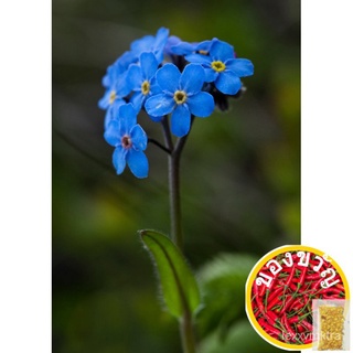 Forget Me Not MYOSOTIS Seeds for Planting (6 seeds) FLOWER芹菜/通心菜/香菜/裙子/儿童/手链/母婴/木瓜/向日葵/头饰/ KNMR