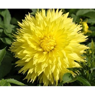 1 หัว/ออเดอร์ รักเร่ Dahlia สายพันธุ์ Hale Bopp หัวรักเร่
