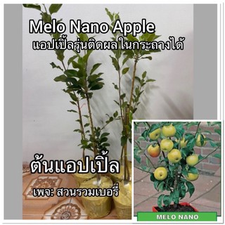 ต้นแอปเปิ้ล melo nano Apple แอ๊บเปิ้ลติดผลในกระถาง