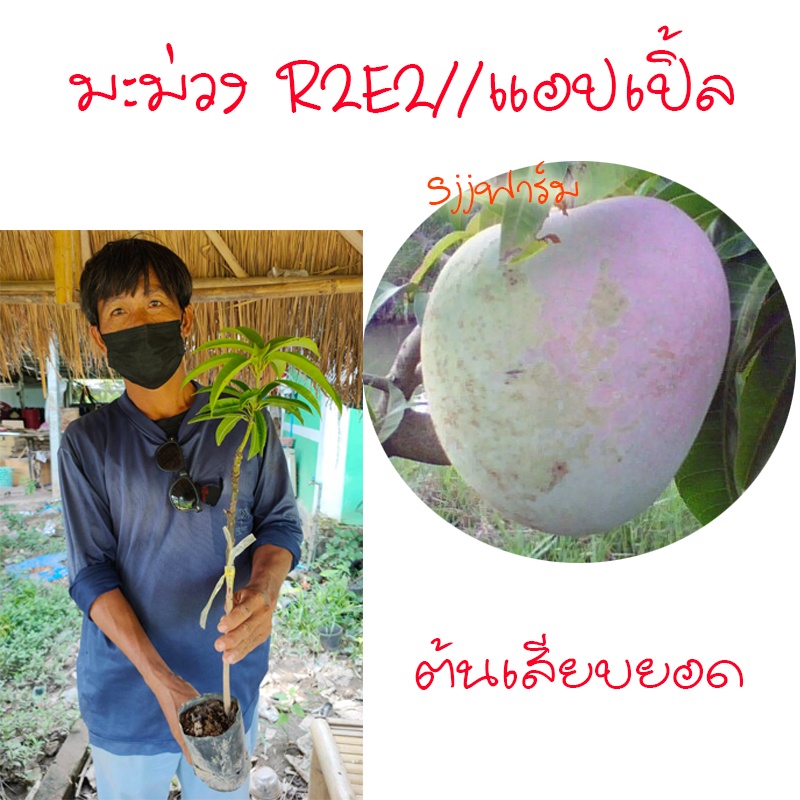 1 ต้น มะม่วง R2E2 หรือมะม่วงแอปเปิ้ล ผลใหญ่ ดก ต้นเสียบยอด พร้อมส่งถึงหน้าบ้าน
