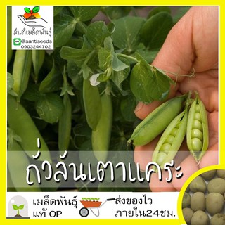 เมล็ดพันธุ์ ถั่วลันเตาแคระ 5 เมล็ด Tom Thumb Dwarf Pea Seed เมล็ดพันธุ์แท้ นำเข้าจากต่างประเทศ ปลูกผัก สวนครัว ถูกดี ถูก