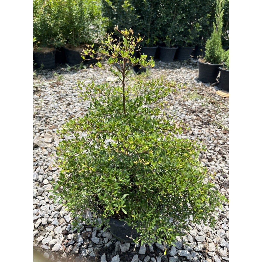 มุมมอง 2