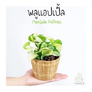 Treeno.9 T20 พลูแอปเปิ้ล (Manjula Pothos) กระถาง 4 นิ้ว สูง 20-25 ซม. ไม้ประดับ ใบลวดลายด่างสวยงาม เป็นต้นไม้ฟอกอากาศ