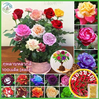 ปลูกง่าย อัตราการงอกสูง ของแท้ 100% เมล็ดพันธุ์ กุหลาบหลากสี 100เมล็ด (Rainbow Rose Flower Seeds for planting) บอนสี เมล