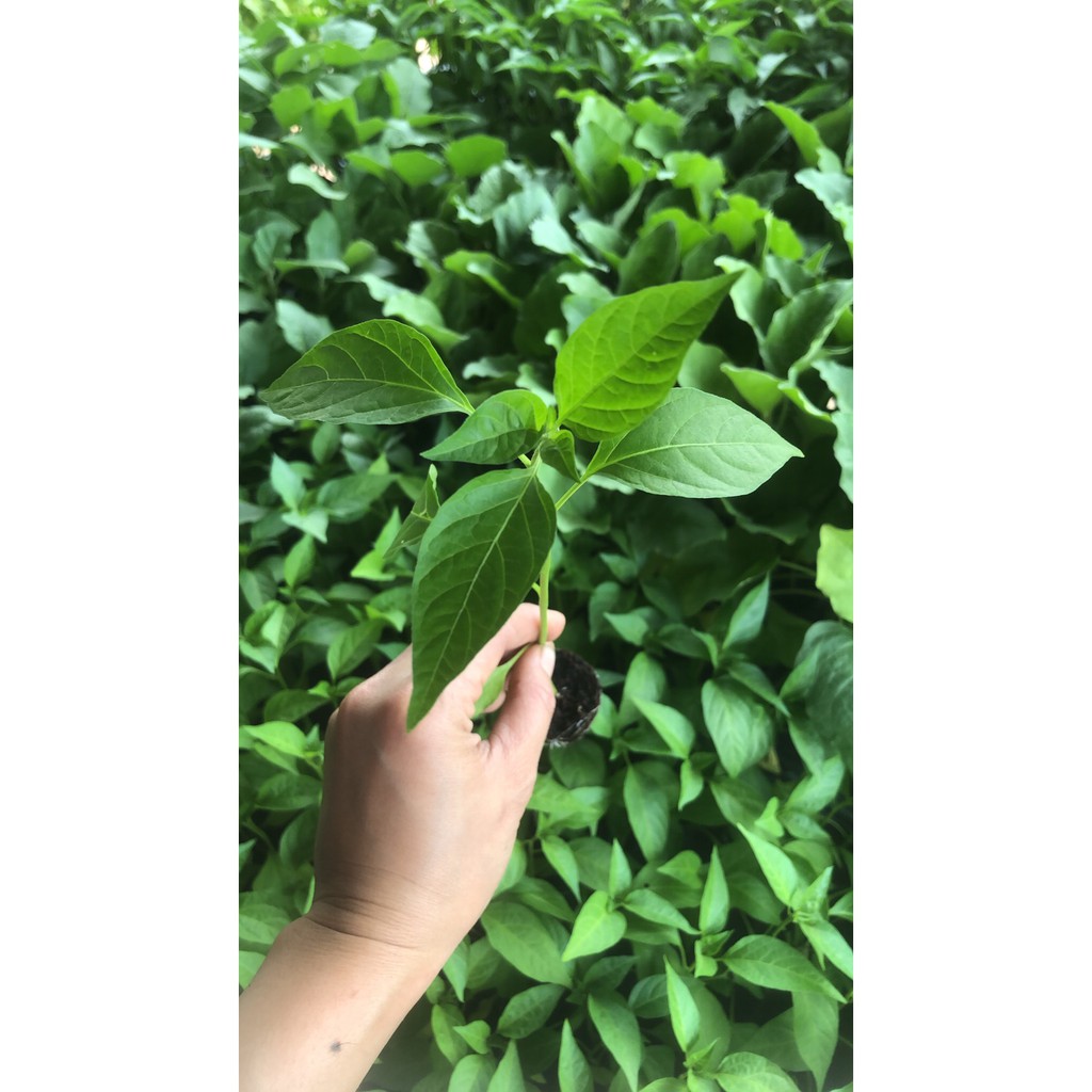 ต้นกล้าพริกจินดา   พร้อมปลูก กล้าละ 10 บาท