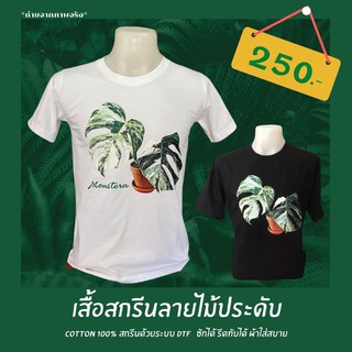 เสื้อลาย มอนสเตอร่าด่าง  ไม้ประดับ สุดฮิต