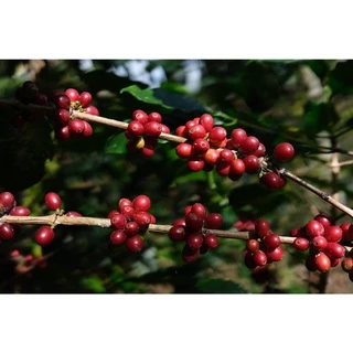 PS--Small Peaberry Dark Roast 1,000g. พีเบอรี่เล็กคละ คั่วเข้ม ส่งไว คั่วสดใหม่ตลอด