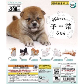 🅟🅕 กาชาปองน้องหมาชิบะและลูกชิบะแสนซนและน่ารัก 🐕 Innocent and Cute Koshiba gashapon