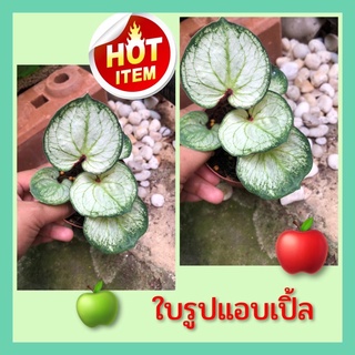 บอนสีใบทรงแปลกสวยๆทรงใบรูปแอลเปิ้ล🍏🍎🍏ฟอร์มนี้น่าเก็บมากๆ🍏