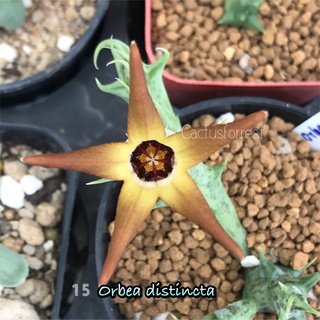 เก๋งจีนเด็ดสด Orbea Distincta