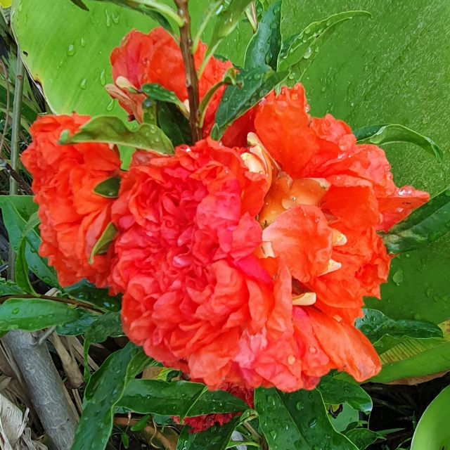 ต้นทับทิมดอกกุหลาบ มี 3 สี