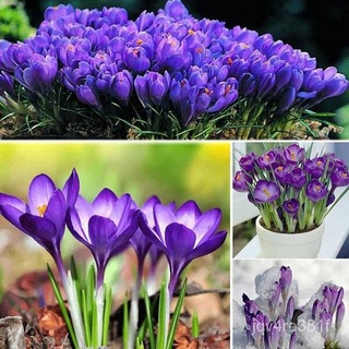 50 seeds (not plants) Saffron Seeds Garden Plants Flower Seed/Benih Bungaคื่นฉ่าย/เด็ก/แม่และเด็ก/ผู้ชาย/สวน/กระโปรง/หมว