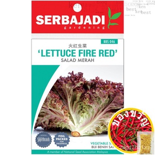 SERBAJADI BBS046ผักกาดหอมไฟสีแดงเมล็ด SEEDSed seeds F9N9