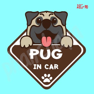 DIC30 สติ๊กเกอร์ ติดรถ PUG Dog In Car สติ๊กเกอร์ติดรถ แต่งรถ car sticker