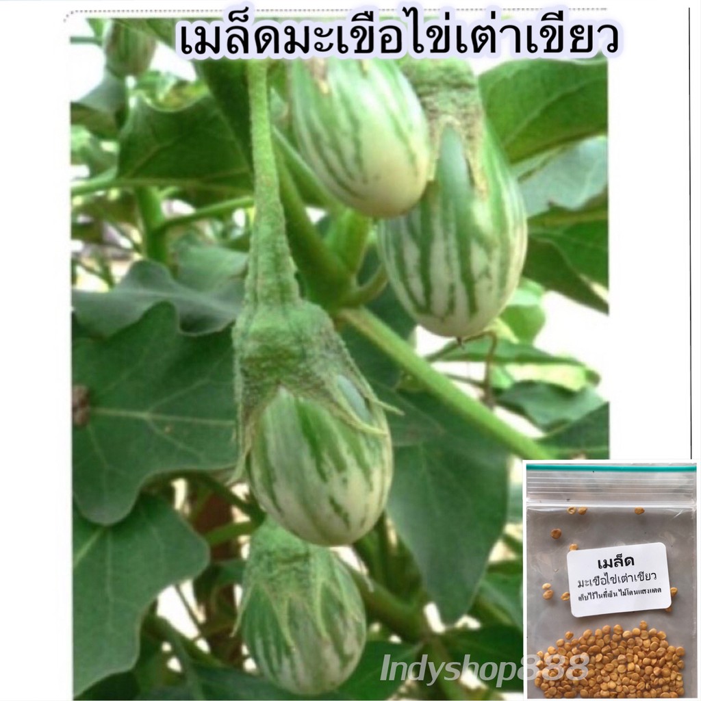 มะเขือไข่เต่าเขียว เมล็ดพันธุ์ 90-200 เมล็ด ปลูกง่าย ทุกพื้นที่ ผลดก กรอบหวาน [10เเถม 1คละได้]