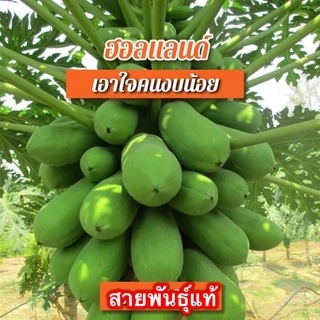 เมล็ดพันธุ์ มะละกอ สายพันธุ์แท้ตวามงอกดีมาก ทุกสายพันธุ์